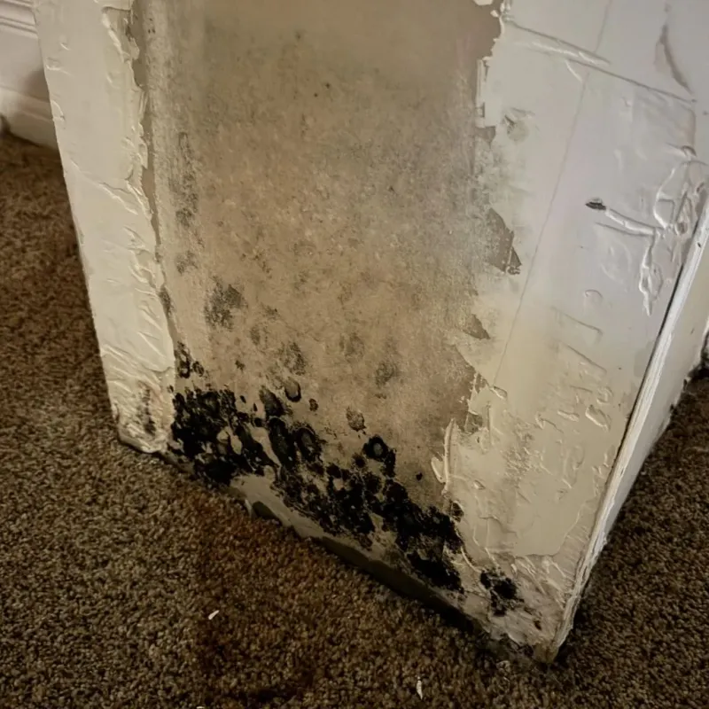 Professional Mold Removal in Woodside, CA